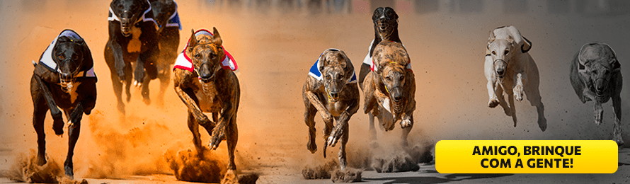 Apostas em Corridas de Galgos
